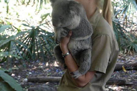 コアラを抱っこしたいならブリスベン！世界最大コアラ園の旅